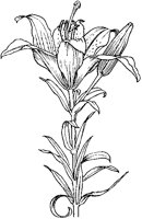 Orange Lily.tif
