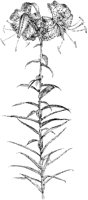 Tiger Lily.tif