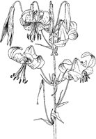 Turks' Cap Lily.tif
