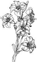 White Lily 1.tif