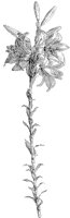 White Lily 2.tif