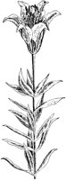 Wood Lily.tif