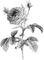 Rose 1.tif