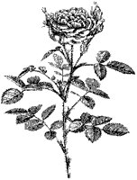 Rose 2.tif