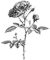Rose 3.tif