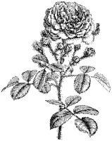 Rose 4.tif