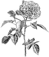 Rose 5.tif