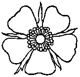 Wild Rose Flower.tif