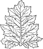 Acanthus Leaf.tif