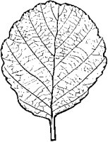 Alder Leaf.tif
