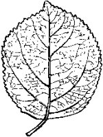 Apple Leaf.tif