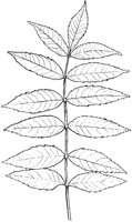 Ash Leaves.tif