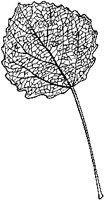 Aspen Leaf.tif