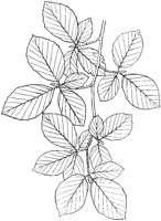 Beech Leaves.tif