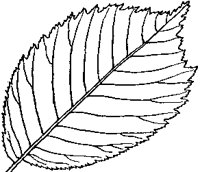 Bi-Serrated Leaf.tif