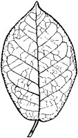 Bird Cherry Leaf.tif