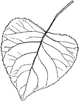 Black Poplar Leaf.tif