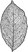 Cherry Leaf.tif
