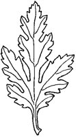 Chrysanthemum Leaf.tif