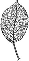 Crab Apple Leaf.tif
