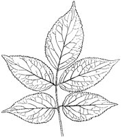 Elder Leaves.tif