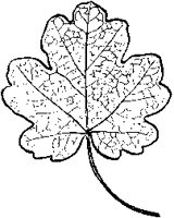 Field Maple Leaf.tif
