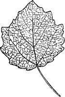Grey Poplar Leaf.tif