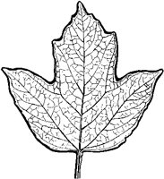 Guelder Rose Leaf.tif