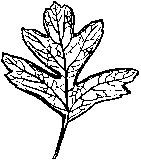 Hawthorn Leaf 1.tif