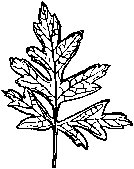 Hawthorn Leaf 2.tif