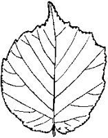 Hazel Leaf.tif