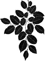 Hornbeam Leaves.tif