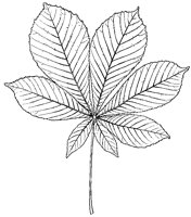Horse Chestnut Leaf.tif