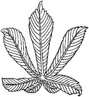 Horse-Chestnut Leaf.tif