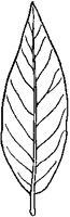 Lanceolate Leaf.tif
