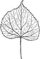 Lime Leaf.tif