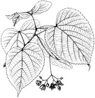 Linden Leaves 1.tif
