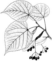 Linden Leaves 2.tif