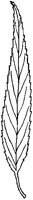 Linear-Lanceolate Leaf.tif