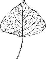 Lombardy Poplar Leaf.tif