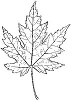 Maple Leaf 1.tif