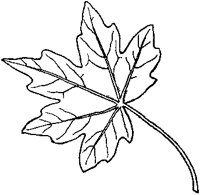 Maple Leaf 2.tif