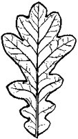 Oak Leaf 1.tif
