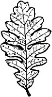 Oak Leaf 2.tif