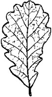 Oak Leaf 3.tif