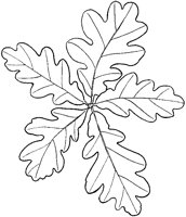 Oak Leaves.tif