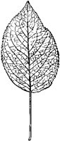 Pear Leaf.tif