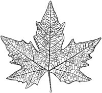 Plane Tree Leaf 1.tif