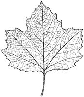 Plane Tree Leaf 2.tif