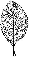 Plum Leaf.tif